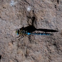 Big dragonfly on the pool (approx. 10cm long)